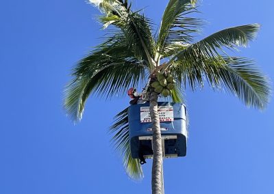 elagage cocotier tamarun